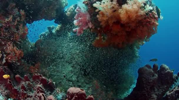 Colorido Arrecife Coral Con Corales Blandos Dendronephthya Una Escuela Peces — Vídeo de stock