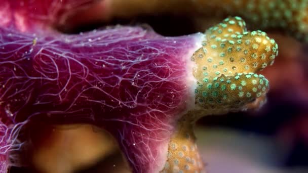 Interacción Compleja Entre Esponjas Chalinula Nematifera Corales Pore Montipora Raja — Vídeos de Stock