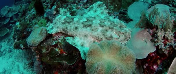 Ein Quaste Wobbegong Eucrossorhinus Dasypogon Schwimmt Einem Korallenriff Raja Ampat — Stockvideo