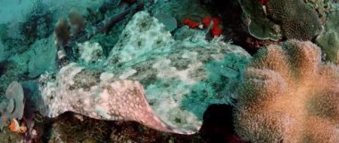 Püsküllü wobbegong, Eucrossorhinus dasypogon, bir mercan kayalığı Raja Ampat, Endonezya içinde yüzüyor