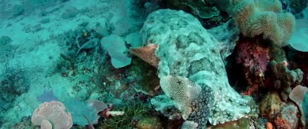 Wobbegong Tasseled Eucrossorhinus Dasypogon Está Nadando Arrecife Coral Raja Ampat — Vídeo de stock
