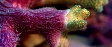 Sünger, Chalinula nematifera ve gözenek mercan, Montipora sp., Raja Ampat, Endonezya arasındaki karmaşık etkileşim