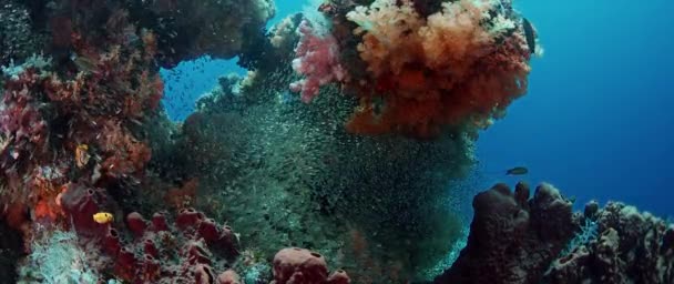 Renkli Mercan Yumuşak Mercanlar Dendronephthya Bir Balık Sürüsü Kel Camsı — Stok video