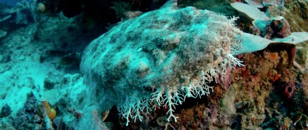 Wobbegong Tasseled Eucrossorhinus Dasypogon Está Nadando Arrecife Coral Raja Ampat — Vídeos de Stock