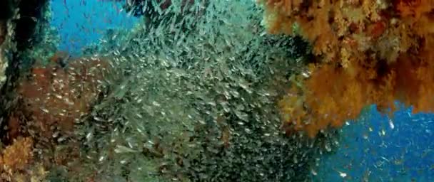 Красочный Коралловый Риф Мягкими Кораллами Дендронефтия Стая Рыб Bald Glassy — стоковое видео