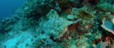 Püsküllü wobbegong, Eucrossorhinus dasypogon, bir mercan kayalığı Raja Ampat, Endonezya içinde yüzüyor