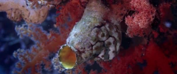 Close Golden Sea Squirt Polycarpa Aurata — Video Stock