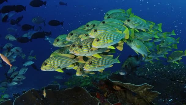 非常に大きな Ribboned 学校コショウダイ Raja Ampat 西のパプア インドネシアでの Plectorhinchus Polytaenia — ストック動画