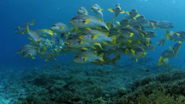 Bir okul, sarı bantlı güneş ışığı, Endonezya, Raja Ampat, ağır çekim sığ suda yüzme tatlı (Plectorhinchus lineatus)