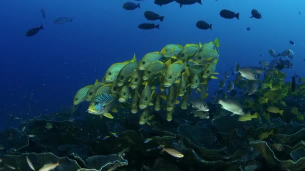 Zeer Grote School Van Ribboned Sweetlips Plectorhinchus Polytaenia Bij Raja — Stockvideo