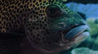 Harlequin tatlı (Plectorhinchus chaetodonoides) sualtı, ayrıntı, kamera, Wakatobi, Endonezya, Kasım 2017, ağır çekim bakarak balık