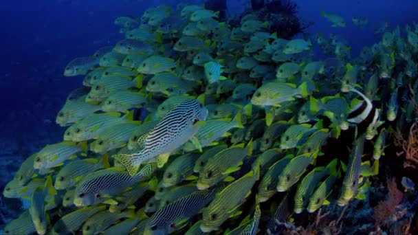 Ribboned 물고기 Plectorhinchus Polytaenia Ampat 파푸아 인도네시아 — 비디오