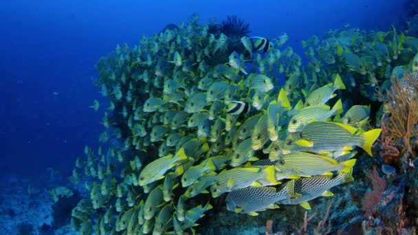 Πολύ Μεγάλο Σχολείο Του Ribboned Sweetlips Plectorhinchus Polytaenia Στο Raja — Αρχείο Βίντεο