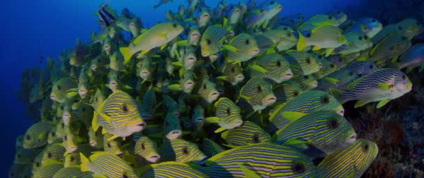 Velmi Velké Školy Ribboned Sweetlips Plectorhinchus Polytaenia Raja Ampat Západní — Stock video