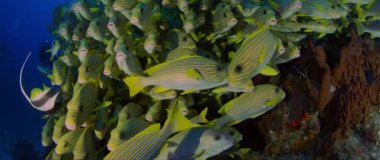 Çok büyük okul Ribboned tatlı, Raja Ampat, Batı Papua, Endonezya, Plectorhinchus polytaenia