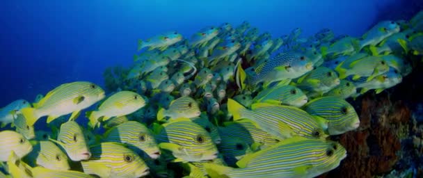 非常に大きな Ribboned 学校コショウダイ Raja Ampat 西のパプア インドネシアでの Plectorhinchus Polytaenia — ストック動画