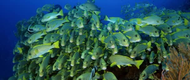 Πολύ Μεγάλο Σχολείο Του Ribboned Sweetlips Plectorhinchus Polytaenia Στο Raja — Αρχείο Βίντεο