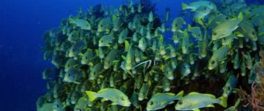 Çok büyük okul Ribboned tatlı, Raja Ampat, Batı Papua, Endonezya, Plectorhinchus polytaenia