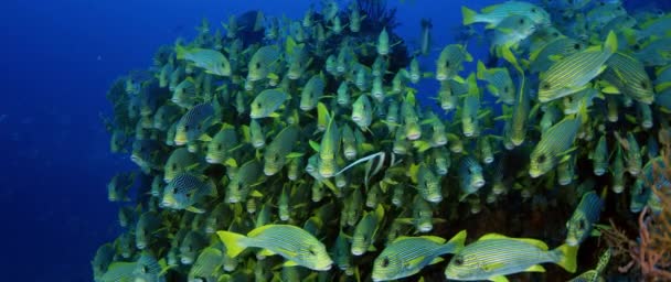 非常に大きな Ribboned 学校コショウダイ Raja Ampat 西のパプア インドネシアでの Plectorhinchus Polytaenia — ストック動画