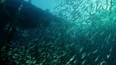 Büyük shoal balık siyah uçlu sardinella (Sardinella melanura) dalgaların ve sways altında bir İskelesi, Raja Ampat, Endonezya