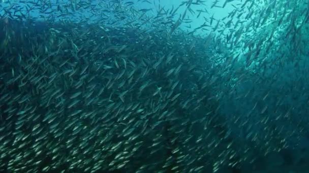 大浅滩的鱼 黑尖沙丁鱼 撒丁岛 波纹和晃动下的码头 拉贾安帕特 印度尼西亚 — 图库视频影像