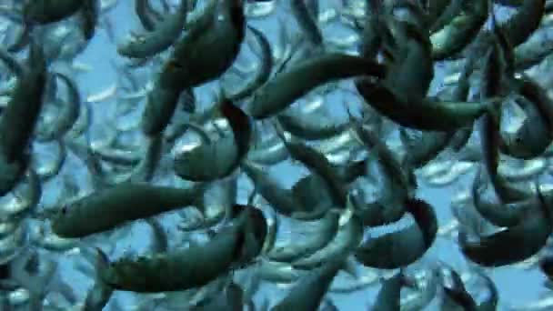 Balık Siyah Yüzgeçli Sardinella Sardinella Melanura Büyük Shoal Dalgaların Sways — Stok video