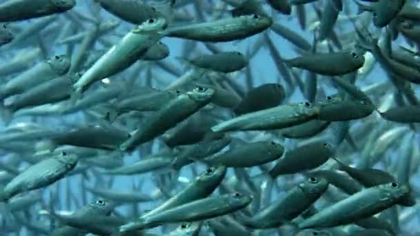 Stora Stim Fisk Blacktip Sardineller Sardinella Melanura Ripples Och Gungar — Stockvideo