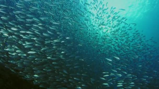 Velké Hejno Ryb Černoploutvý Sardinella Sardinella Melanura Vlnky Houpe Pod — Stock video