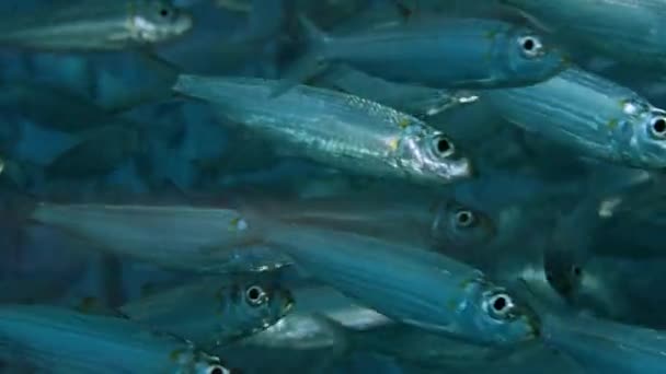 Gran Banco Peces Ondulaciones Oscilaciones Sardinella Melanura Sardinella Melanura Raja — Vídeo de stock