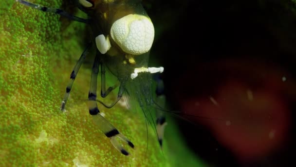 Pacific Clown Anemone Shrimp Peacock Anemone Shrimp Anomalocaris Brevicarpalis Portrait — Stock Video