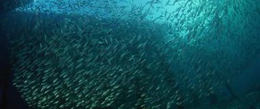 Büyük shoal balık siyah uçlu sardinella (Sardinella melanura) dalgaların ve sways altında bir İskelesi, Raja Ampat, Endonezya