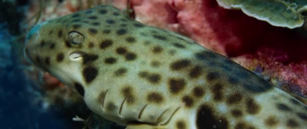 Coral Catshark Atelomycterus Marmoratus Esconde Debajo Los Corales Raja Ampat — Vídeos de Stock