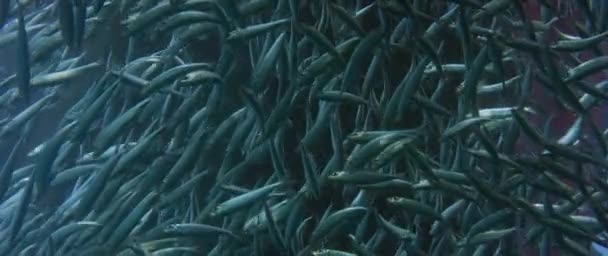 Великий Зграйку Риб Blacktip Сардинка Сардинка Melanura Брижі Хитає Раджа — стокове відео