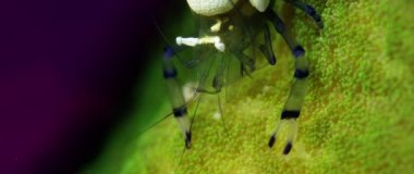Pasifik palyaço Anemone karides veya tavus kuşu Anemone karides, Anomalocaris brevicarpalis, yeşil bir aneone içinde oturma portre, Raja Ampat, Endonezya