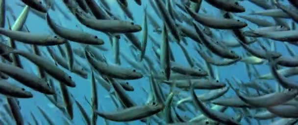 Grande Cardume Peixes Blacktip Sardinella Sardinella Melanura Ondulações Oscilações Raja — Vídeo de Stock