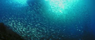 Büyük shoal balık siyah uçlu sardinella (Sardinella melanura) dalgaların ve sways altında bir İskelesi, Raja Ampat, Endonezya