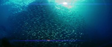 Büyük shoal balık siyah uçlu sardinella (Sardinella melanura) dalgaların ve sways altında bir İskelesi, Raja Ampat, Endonezya