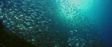 Büyük shoal balık siyah uçlu sardinella (Sardinella melanura) dalgaların ve sways altında bir İskelesi, Raja Ampat, Endonezya