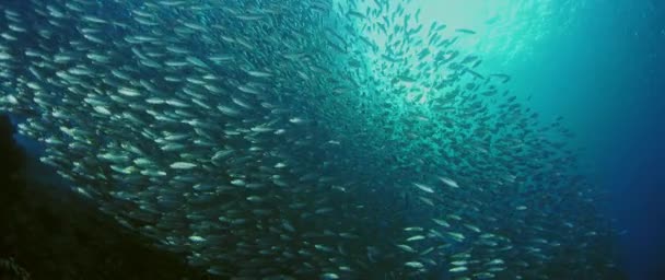 魚の大きな群れは Blacktip サルディナ サルディナ Melanura が波立ち Raja Ampat インドネシアの下で揺れる — ストック動画
