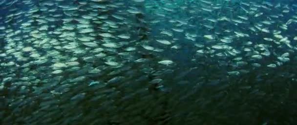 Великий Зграйку Риб Blacktip Сардинка Сардинка Melanura Брижі Хитає Під — стокове відео
