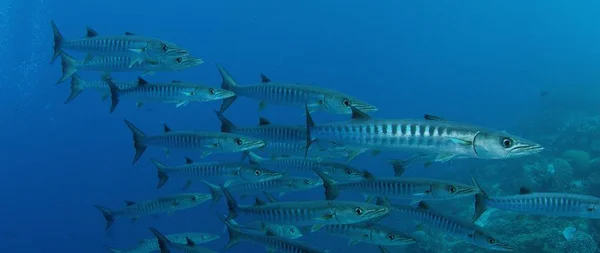 Büyük Chevron Barracuda okul balık ya da testere dişi Barracuda (Sphyraena putnamae), Endonezya