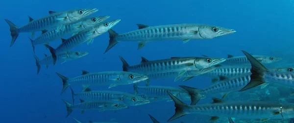 Büyük Chevron Barracuda okul balık ya da testere dişi Barracuda (Sphyraena putnamae), Endonezya