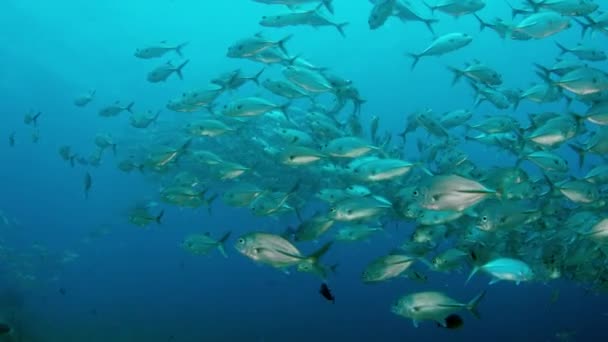 Una Enorme Escuela Jackss Caranx Latus Gato Ojo Caballo Mar — Vídeo de stock