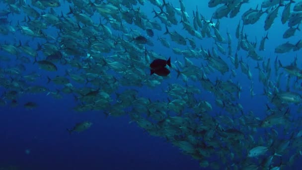 一个巨大的学校的杰克 卡兰克斯拉图斯 马眼插孔 在开阔的海洋 印度尼西亚 慢动作 — 图库视频影像