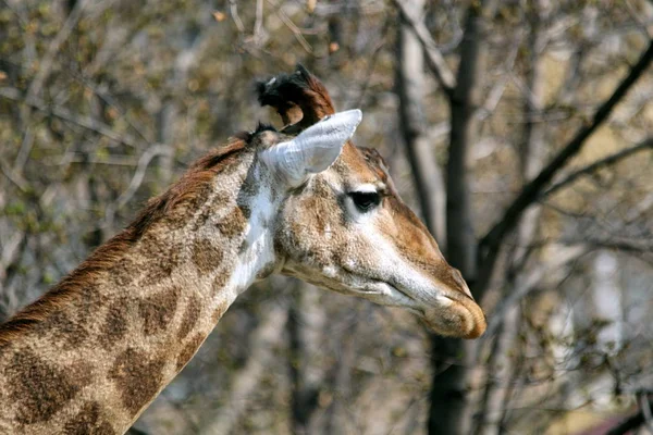 Giraffe head and long neck