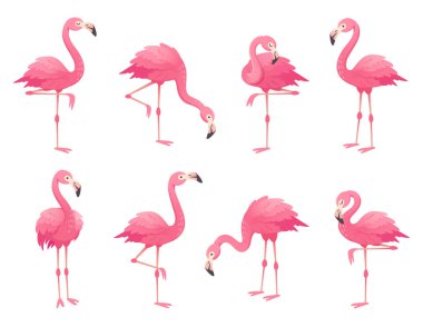 Egzotik pembe flamingolar kuşlar. Flamingo gül eşarplı tek ayak üstünde durmak. Pembe kuş tüyü flam kuş çizgi film vektör çizim