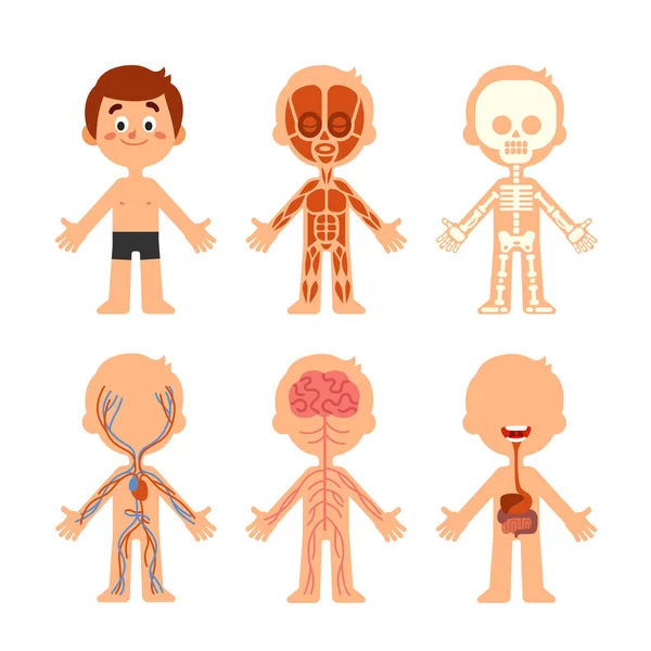 Rajzfilm fiú test anatómiája. Emberi biológiai rendszerek anatómiai diagram. Csontváz, vénák rendszer és szervek vektoros illusztráció — Stock Vector