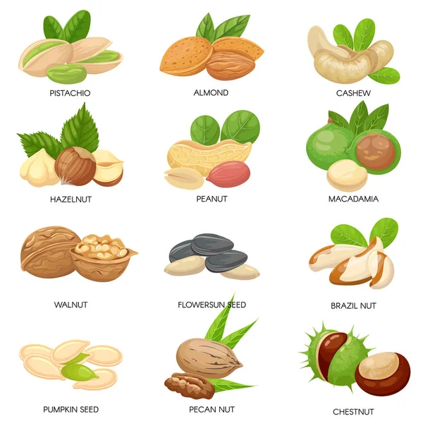 Noten en zaden. Rauwe pinda, macadamia noten en pistache snacks. Plant zaden, gezonde cashew en zonnebloempitten geïsoleerd vector set — Stockvector