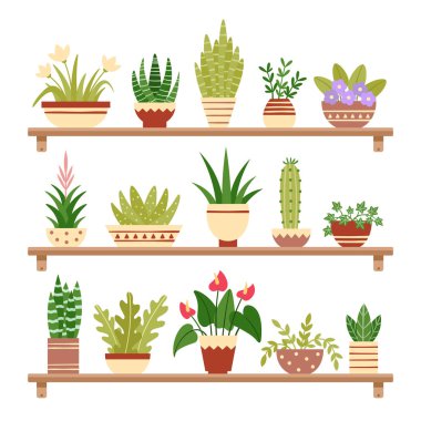 Houseplants rafta. Pot, saksı houseplant ve bitki kapları çiçek. Ev bitkiler raflar üzerinde vektör illüstrasyon izole