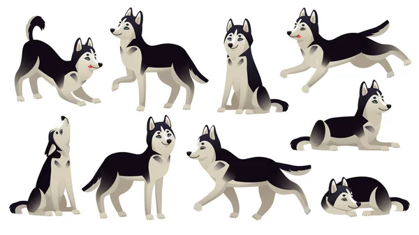 Husky pose de chien. Caricature courir, assis et sautant chiens. Ensemble de vecteurs isolés de caractères animaux de huskies actifs — Image vectorielle